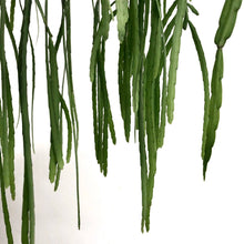 Load image into Gallery viewer, Lepismium Bolivianum, 17cm pot
