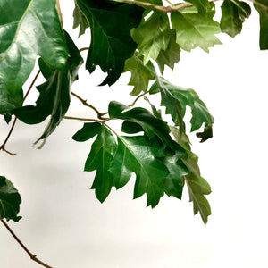 Cissus Ellen Danica - Grape Ivy, 17cm Pot