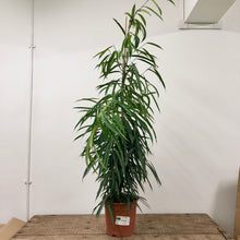 Load image into Gallery viewer, Ficus Binnendijkii Alii - Banana Leaf Fig, 27cm Pot
