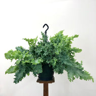 Phlebodium aureum Davana - Blue Star Fern, 17cm