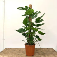 Monstera Deliciosa - Swiss Cheese Plant, 27cm Pot