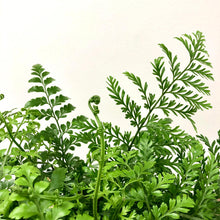 Load image into Gallery viewer, Asplenium Parvati - Mother Fern, 12cm Pot
