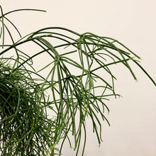 Load image into Gallery viewer, Rhipsalis Baccifera Oasis - Mistletoe Cactus, 17cm Pot
