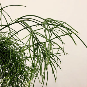 Rhipsalis Baccifera Oasis - Mistletoe Cactus, 17cm Pot