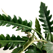 Load image into Gallery viewer, Philodendron Narrow - Tiger Tooth Philodendron, 17cm Pot
