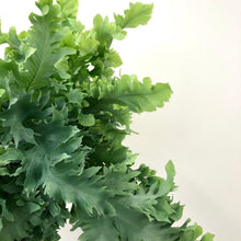 Load image into Gallery viewer, Phlebodium aureum Davana - Blue Star Fern, 17cm
