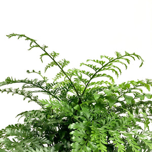 Asplenium Parvati - Mother Fern, 17cm Hanging Pot