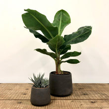 Load image into Gallery viewer, Stratton Tapered Concrete Pot - Carbon
