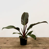 Philodendron Sunlight, 12cm Pot