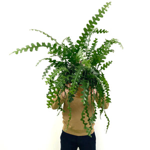 Epiphyllum Angulier - Fishbone Cactus, 21cm
