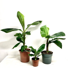 Load image into Gallery viewer, Musa Tropicana - Banana Plant, 12cm Pot
