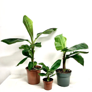 Musa Tropicana - Banana Plant, 12cm Pot