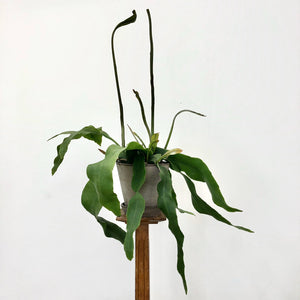 Epiphyllum Oxypethalum, Queen of the Night, 17cm Pot