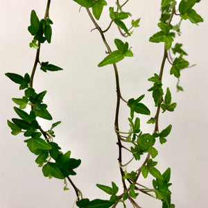 Hedera helix - Ivy, 9cm Pot