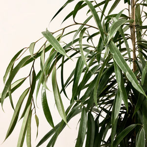 Ficus Binnendijkii Alii - Banana Leaf Fig, 27cm Pot