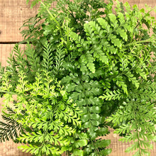 Load image into Gallery viewer, Asplenium Parvati - Mother Fern, 17cm Hanging Pot
