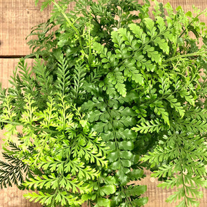 Asplenium Parvati - Mother Fern, 17cm Hanging Pot