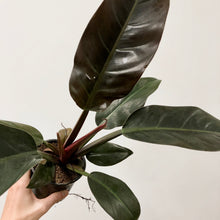 Load image into Gallery viewer, Philodendron Sunlight, 12cm Pot
