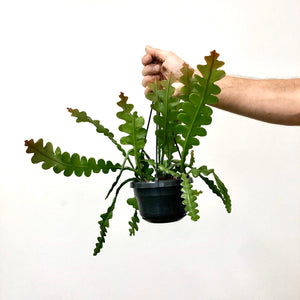 Epiphyllum Angulier - Fishbone Cactus, 14cm Pot