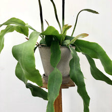 Load image into Gallery viewer, Epiphyllum Oxypethalum, Queen of the Night, 17cm Pot
