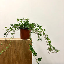 Load image into Gallery viewer, Hedera helix - Ivy, 9cm Pot
