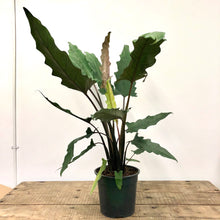Load image into Gallery viewer, Alocasia Lauterbachiana, 19cm Pot

