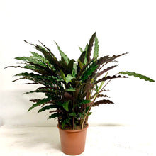 Load image into Gallery viewer, Calathea Rufibarba - Velvet Calathea, 19cm Pot
