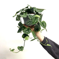 Scindapsus pictus argyraeus- Silver Satin Pothos, 12cm Pot