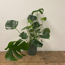 Load image into Gallery viewer, Monstera Deliciosa - Swiss Cheese Plant, 27cm Pot
