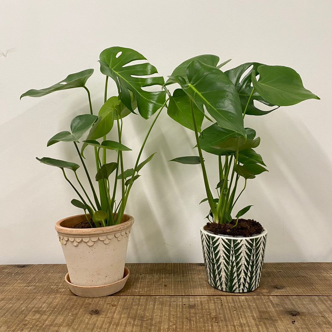 Monstera Deliciosa - Swiss Cheese Plant, 17cm Pot