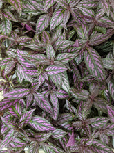 Load image into Gallery viewer, Strobilanthes Dyerianus - Persian Shield, 12cm Pot
