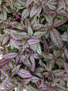 Strobilanthes Dyerianus - Persian Shield, 12cm Pot