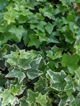 Load image into Gallery viewer, Mini Hedera Helix - Ivy, 8cm Pot
