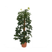 Load image into Gallery viewer, Coir Pole - Houseplant Support
