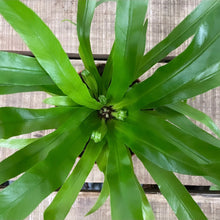 Load image into Gallery viewer, Asplenium Antiquum - Bird&#39;s Nest Fern, 12cm Pot
