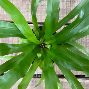 Asplenium Antiquum - Bird's Nest Fern, 12cm Pot