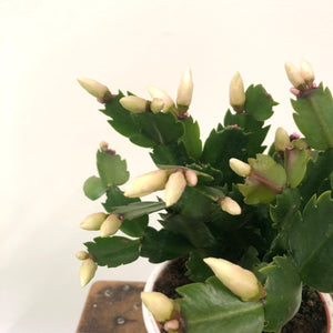 Schlumbergera - Christmas Cactus, 11cm Pot