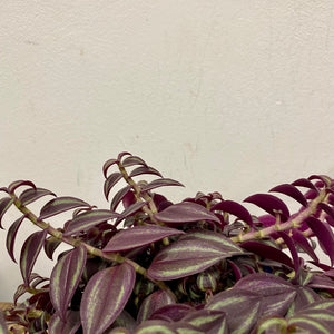 Tradescantia Zebrina ‘Purpusii’, 10cm Pot