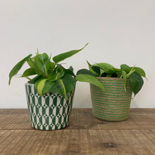 Load image into Gallery viewer, Philodendron Scandens Brasil, 12cm Pot
