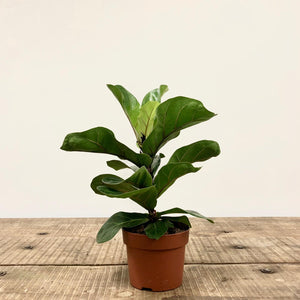 Ficus lyrata - Fiddle Leaf Fig, 12cm Pot