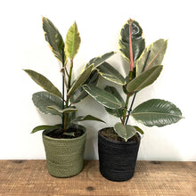 Load image into Gallery viewer, Ficus Tineke - Variegated Rubber Plant, 17cm Pot
