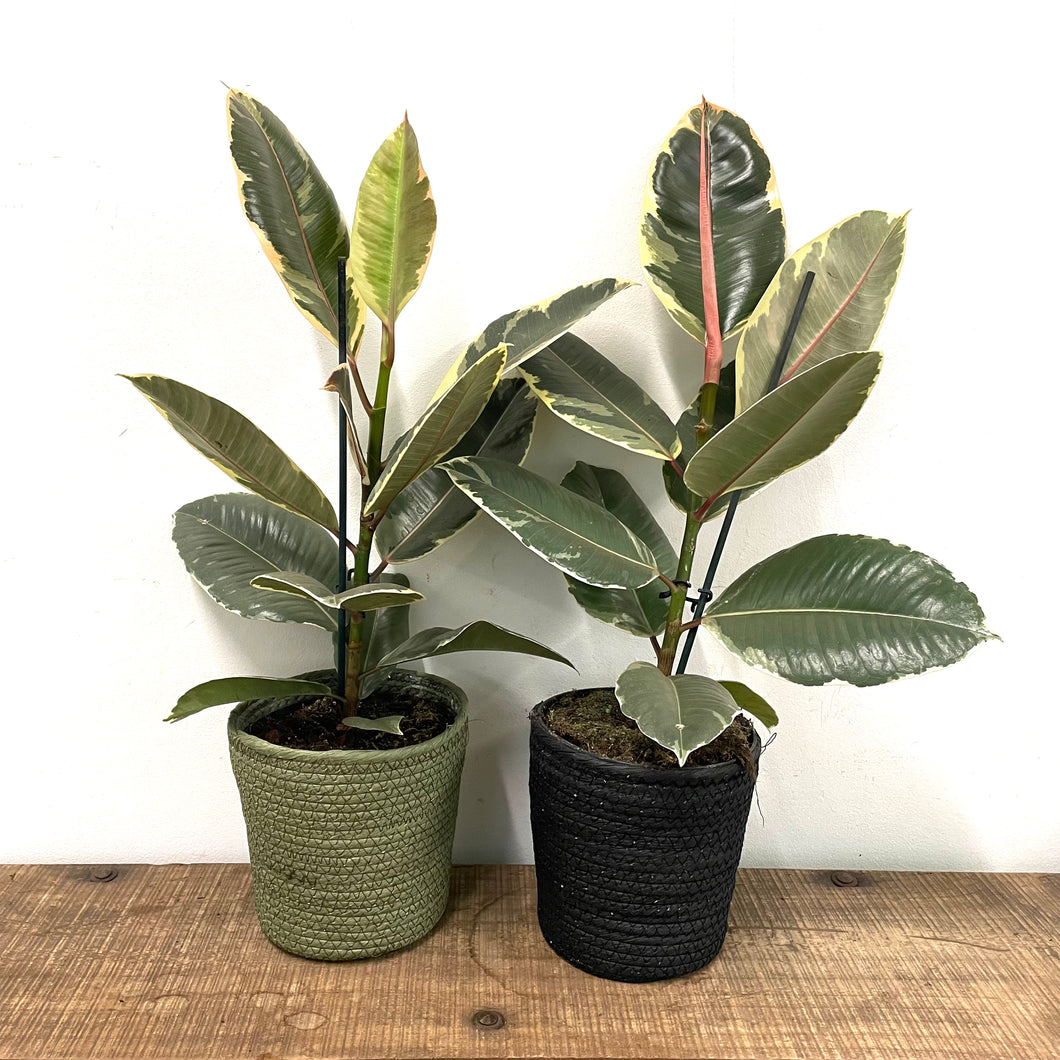 Ficus Tineke - Variegated Rubber Plant, 17cm Pot