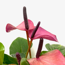 Load image into Gallery viewer, Anthurium - Flamingo Flower ‘Baby Purple’, 14cm Pot
