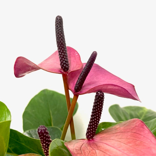 Anthurium - Flamingo Flower ‘Baby Purple’, 14cm Pot