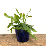 Rhipsalis ramulosa - Red Coral, 12cm Pot