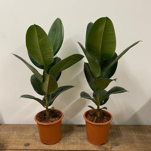 Ficus Robusta - Rubber Plant, 17cm Pot