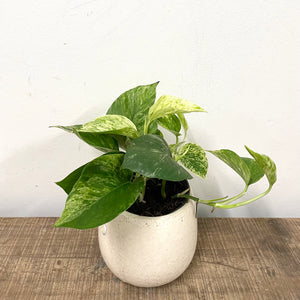 Epipremnum Marble Queen, 12cm Pot