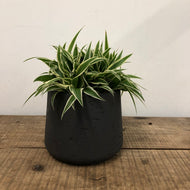 Chlorophytum ocean - Spider Plant, 15cm Pot