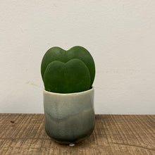 Load image into Gallery viewer, Hoya kerrii, 6cm Pot
