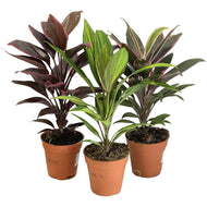 Cordyline mix, 12cm Pot
